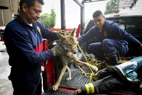 coyote_iztapalapa_df2.jpg